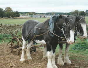 Clydesdale Horse