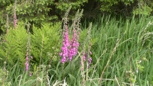 Alzheimer and dementia reminiscence therapy