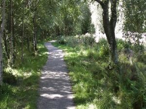 A path into the wood