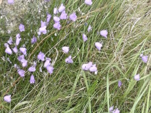 The Bluebells of Scotland