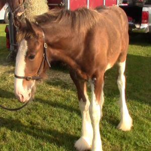 Clydesdale foal