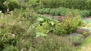 The traditional rural garden of the 1960s 800-450