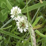 White clover in bloom features in our dementia therapy