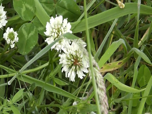 White clover in bloom features in our dementia therapy