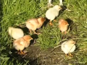 Day old chickens running around